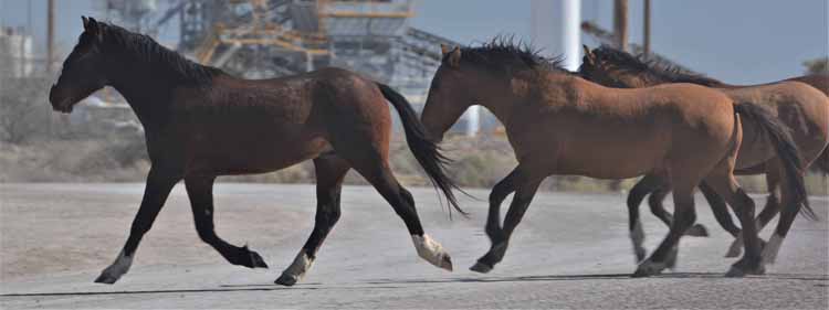 mustangs